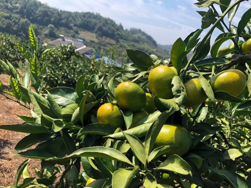 9月23湖北宜昌特早蜜橘高山蜜橘大芬4号产地直供