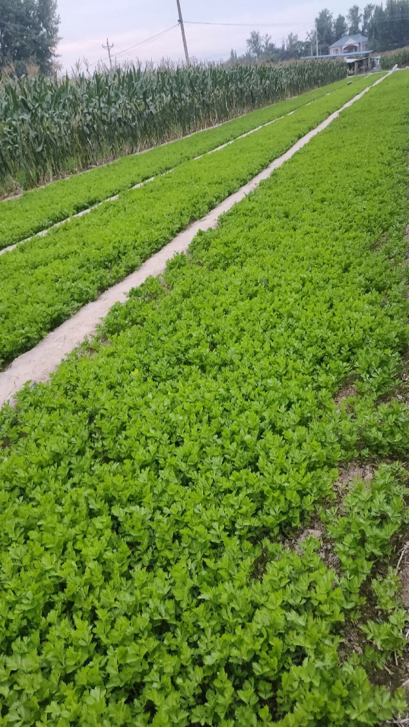 [精选]芹菜苗优质法国皇后芹菜苗大量出货全国发货欢迎来电