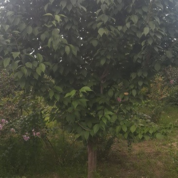 樱花，基地大量供应，质量保证3到15公分