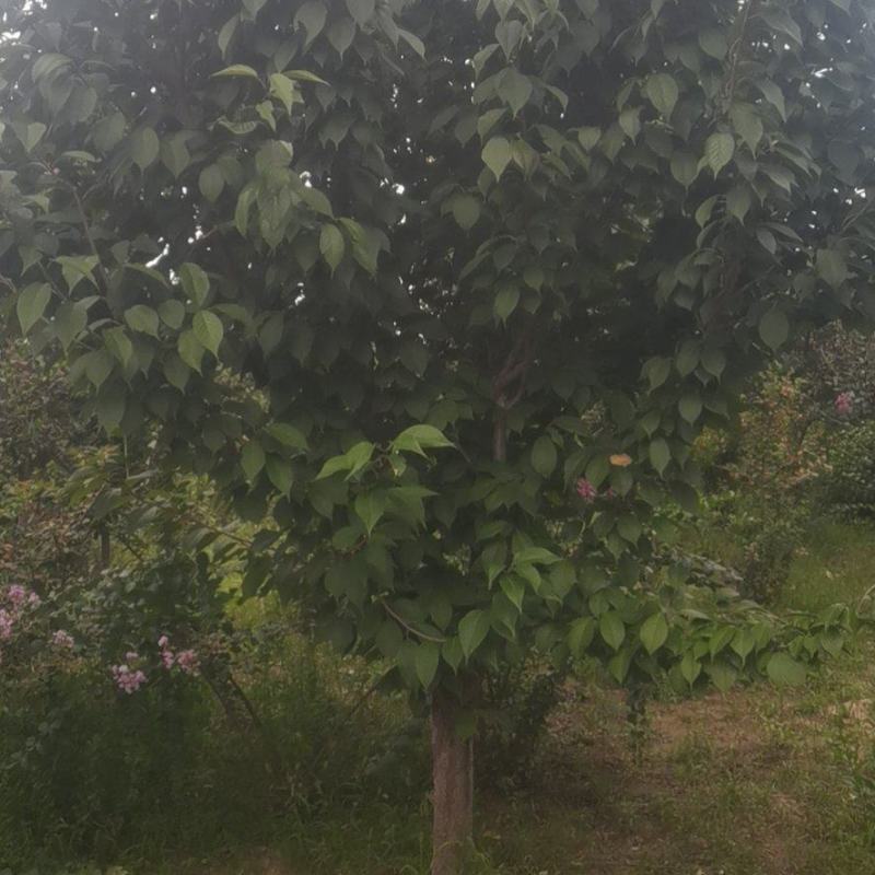 樱花，基地大量供应，质量保证3到15公分