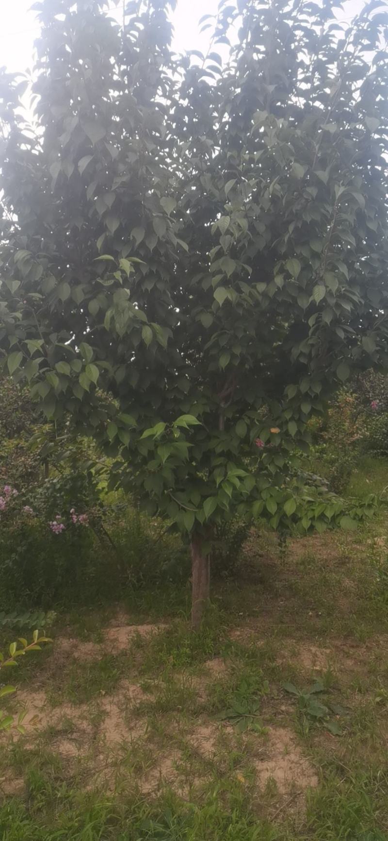 樱花，基地大量供应，质量保证3到15公分