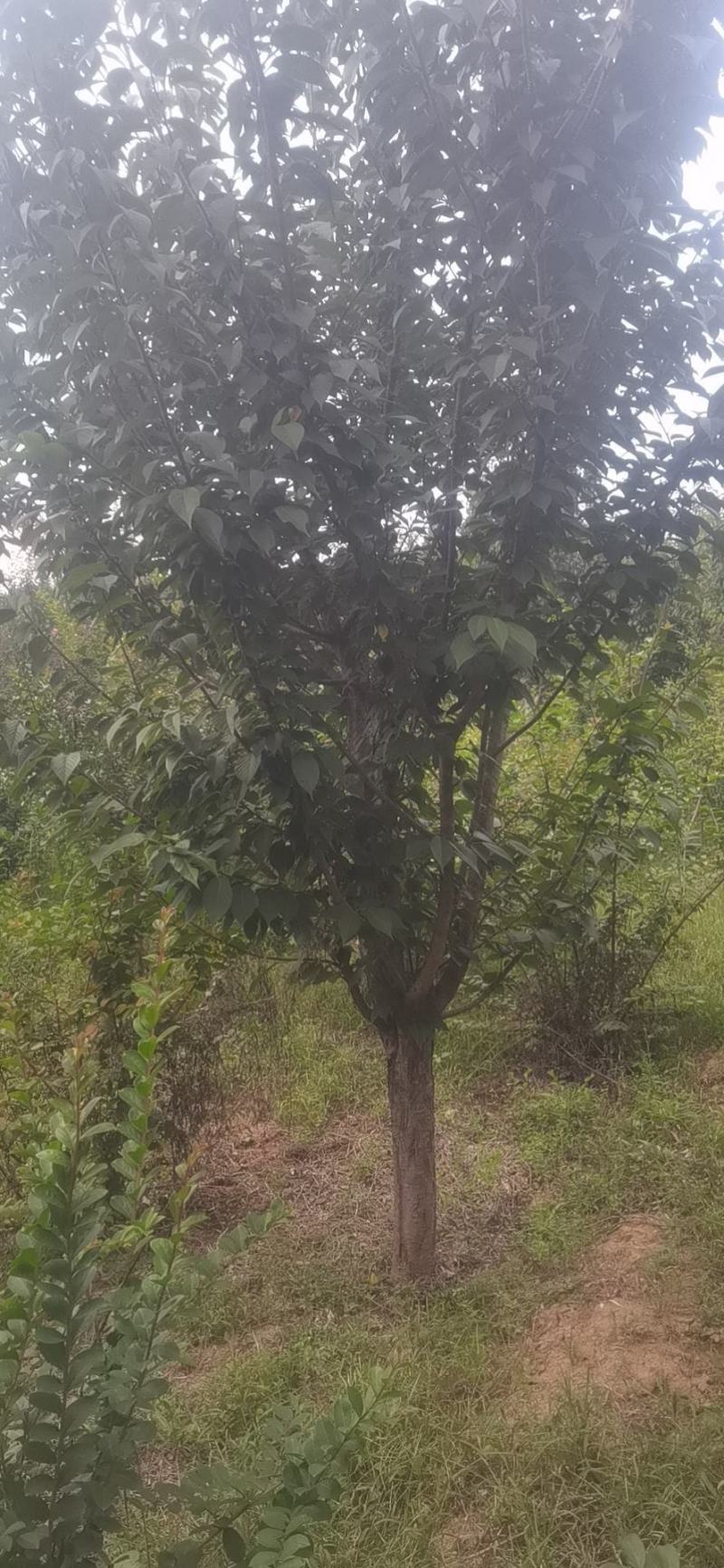 樱花，基地大量供应，质量保证3到15公分