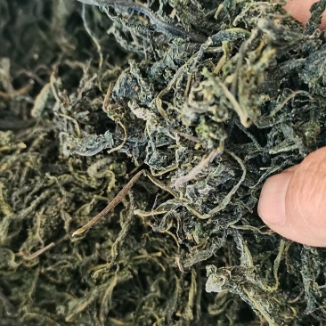 襄阳干香椿嫩芽2022年头茌香椿芽包邮野菜