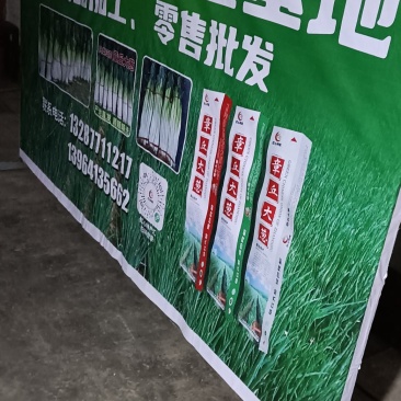 章丘长白大葱盒装精品有机大葱，量大，欢迎广大客商来电洽谈
