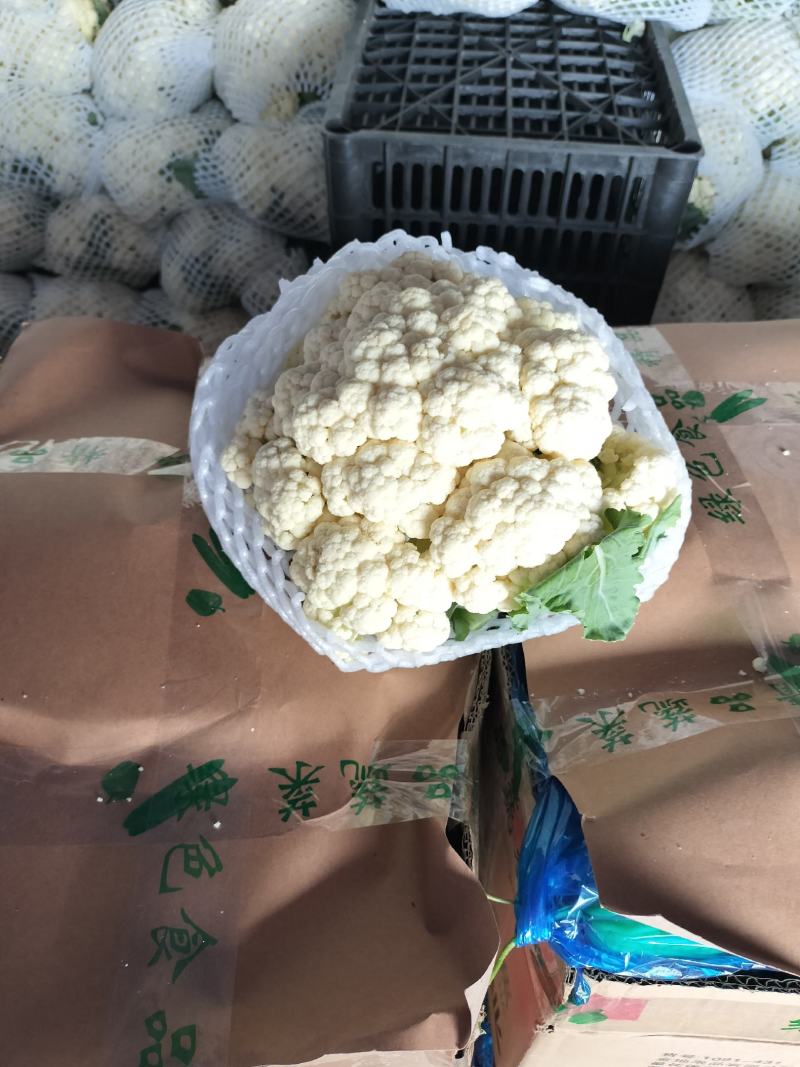 精品花椰菜无虫，个头均匀。花椰菜为乳白色。没有病害。