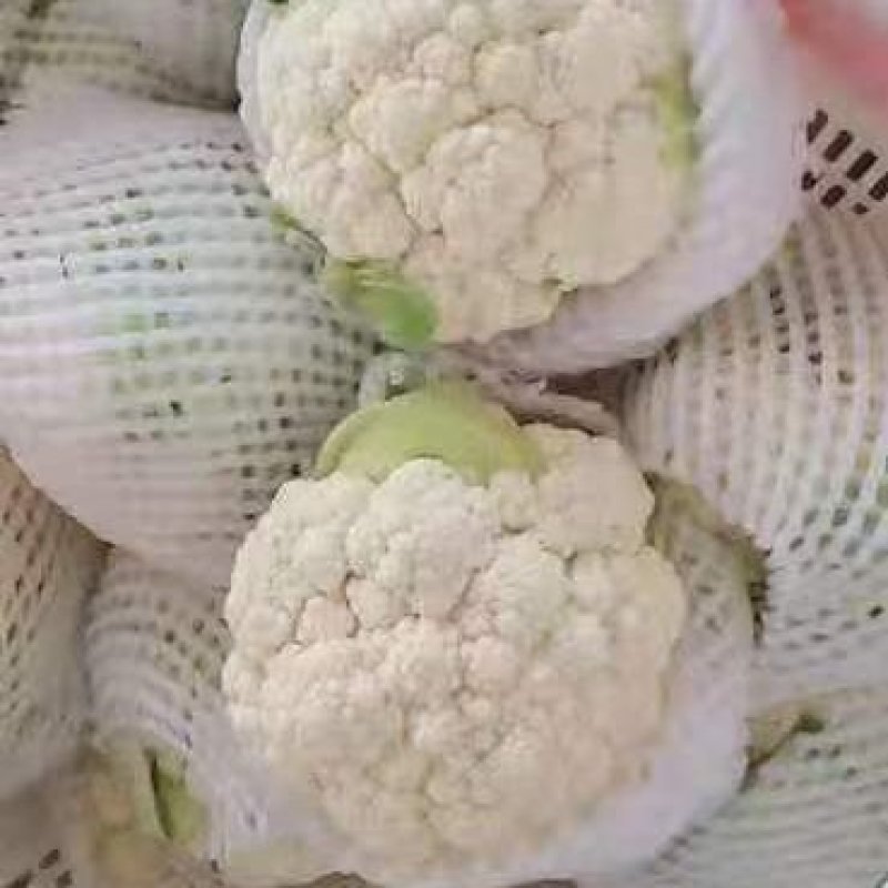 精品花椰菜无虫，个头均匀。花椰菜为乳白色。没有病害。
