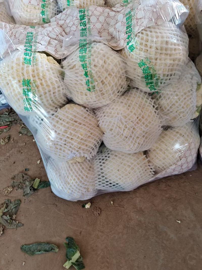 精品花椰菜无虫，个头均匀。花椰菜为乳白色。没有病害。