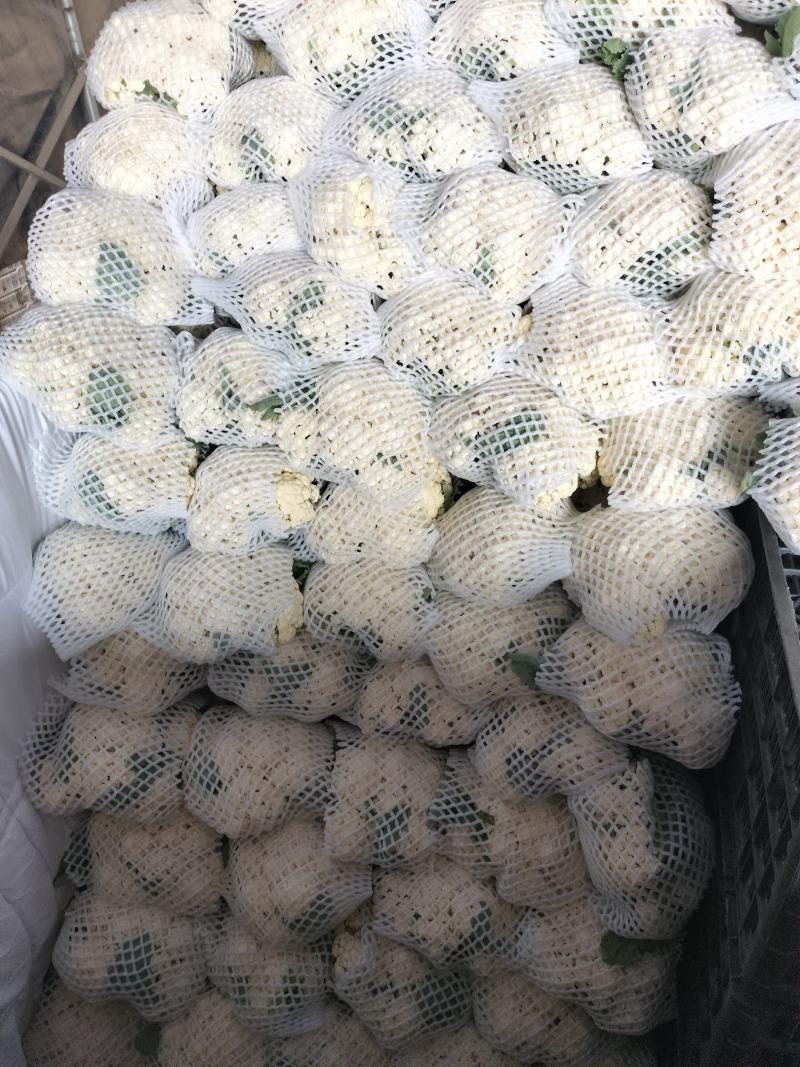 精品花椰菜无虫，个头均匀。花椰菜为乳白色。没有病害。