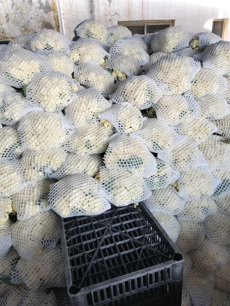 精品花椰菜无虫，个头均匀。花椰菜为乳白色。没有病害。