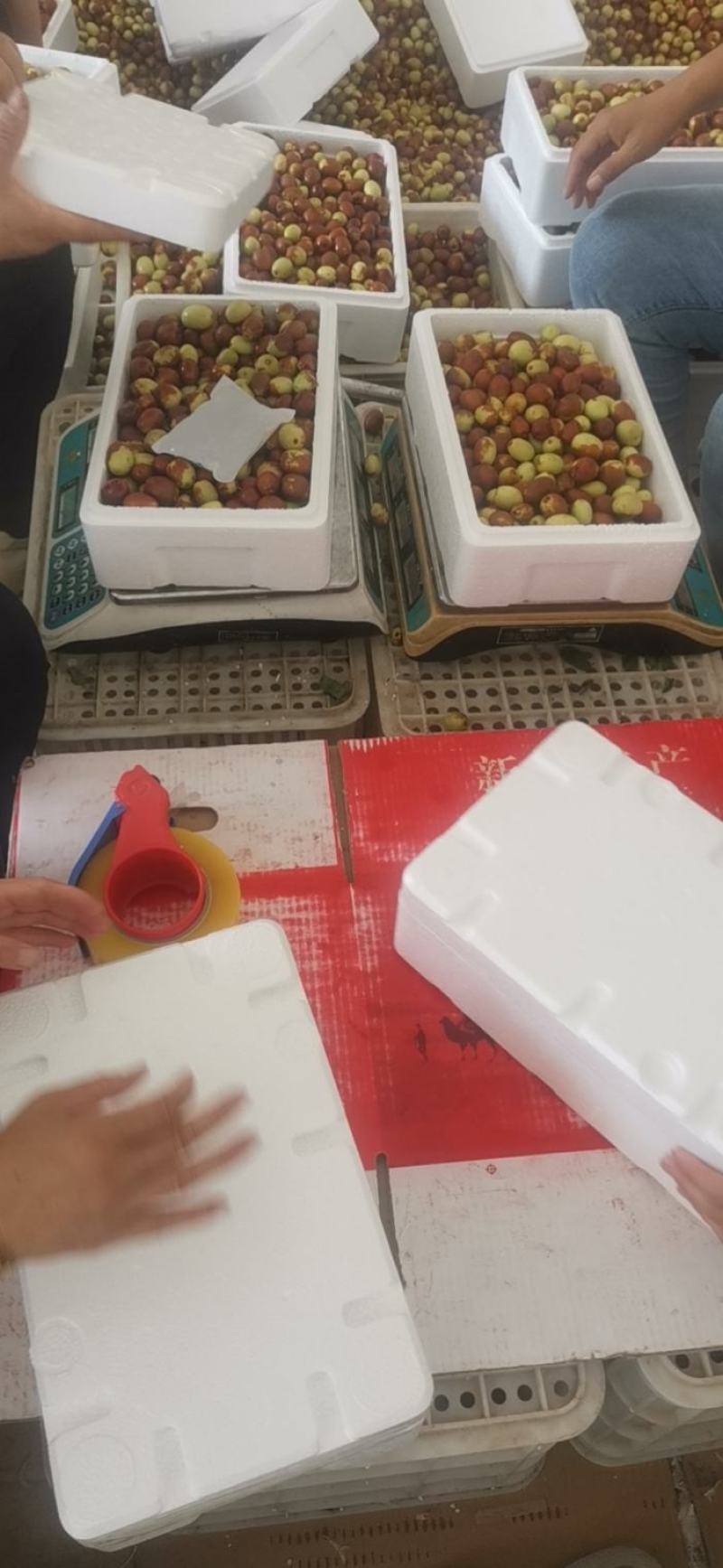 金丝小枣