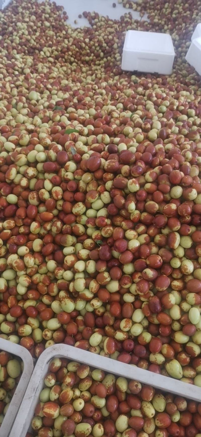 金丝小枣