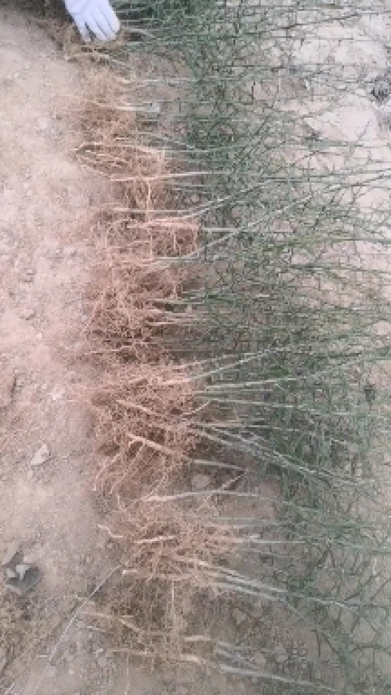 枸橘苗铁篱笆树苗基地！