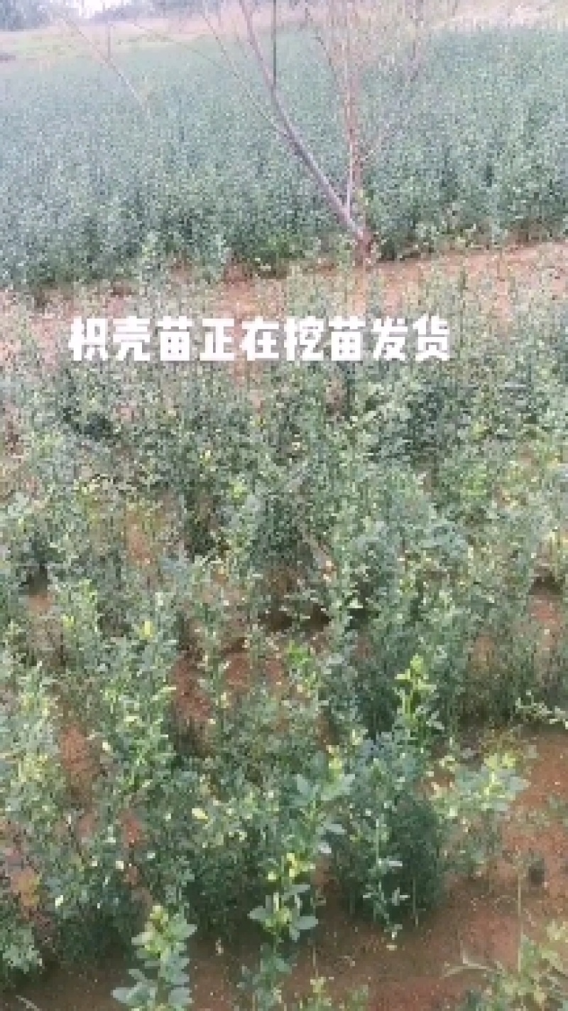 安徽枸橘苗枳壳苗铁篱笆树苗基地