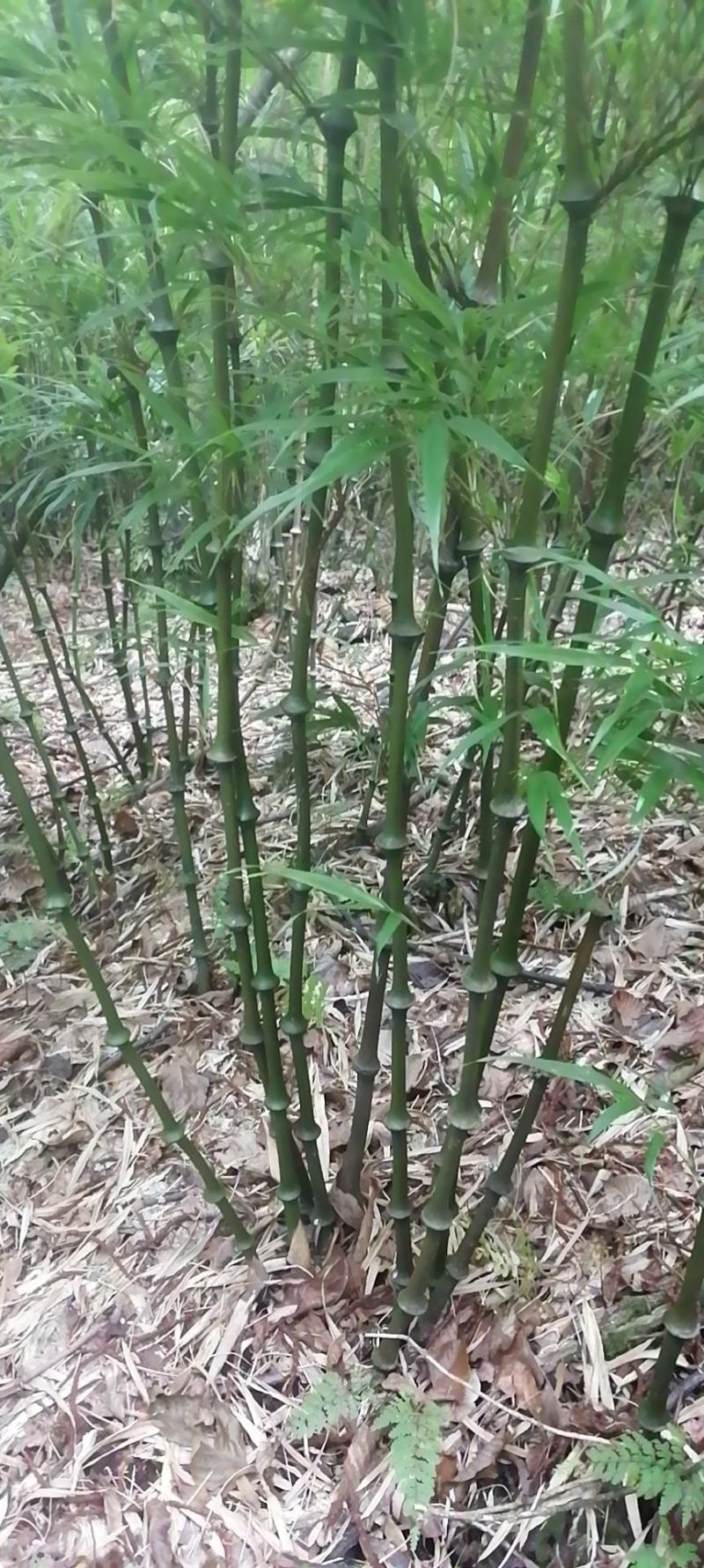 云南邛竹又名罗汉竹