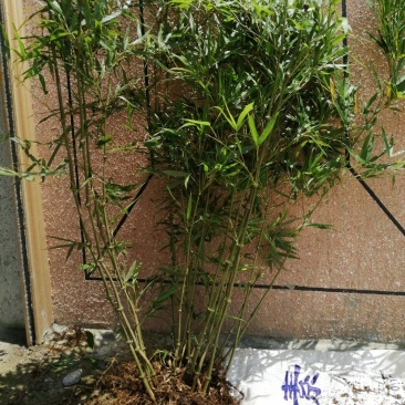 云南邛竹又名罗汉竹