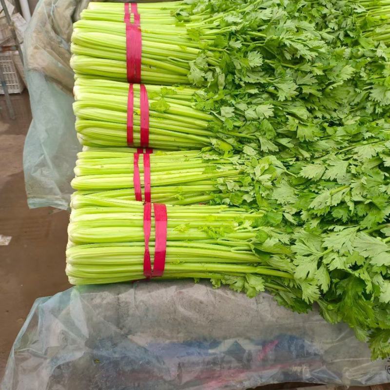 精品西芹高度正好，无丝，叶面病害。高度65-75厘米，
