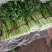 精品西芹高度正好，无丝，叶面病害。高度65-75厘米，