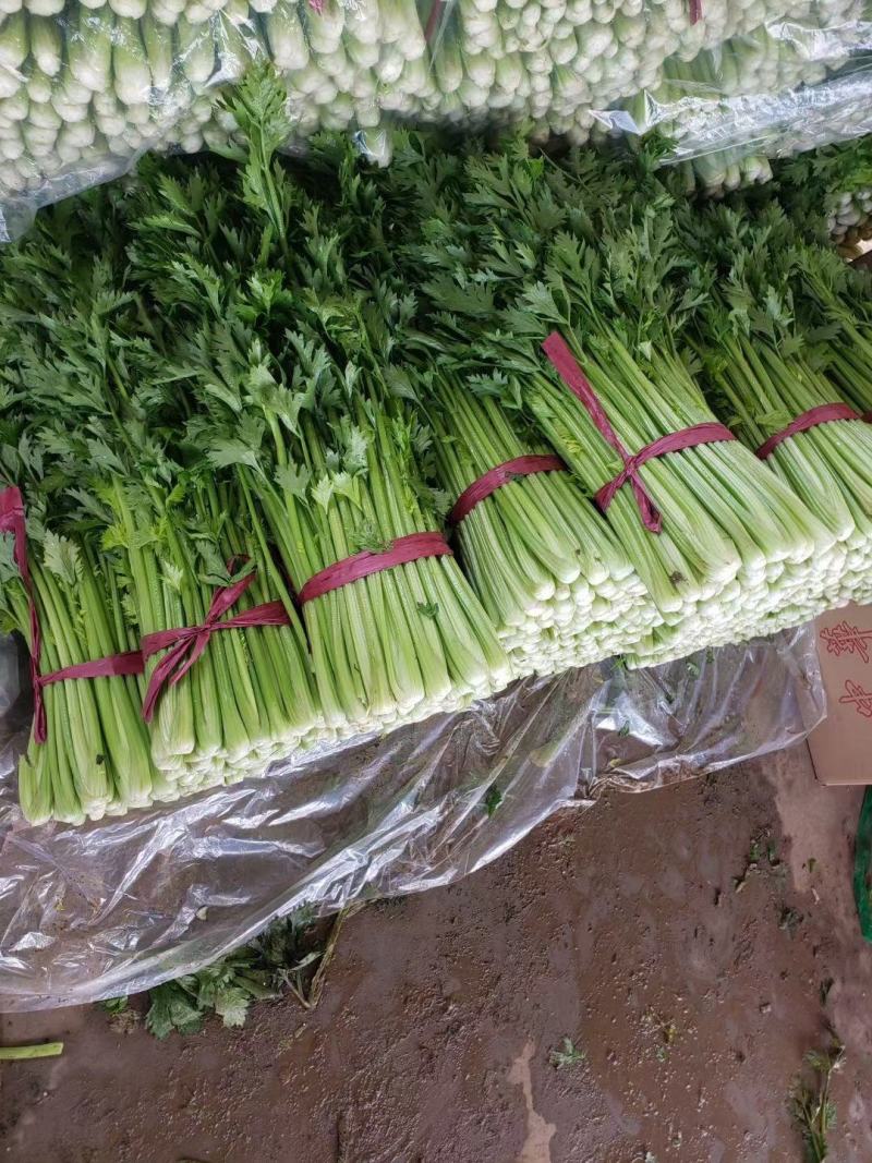 精品西芹高度正好，无丝，叶面病害。高度65-75厘米，