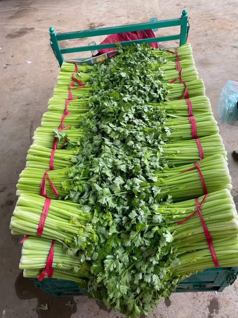 精品西芹高度正好，无丝，叶面病害。高度65-75厘米，