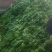 万亩大棚301芜湖椒青皮泡椒，辣椒代办龚垒代收装框，打箱