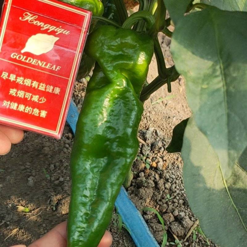 万亩大棚301芜湖椒青皮泡椒，辣椒代办龚垒代收装框，打箱