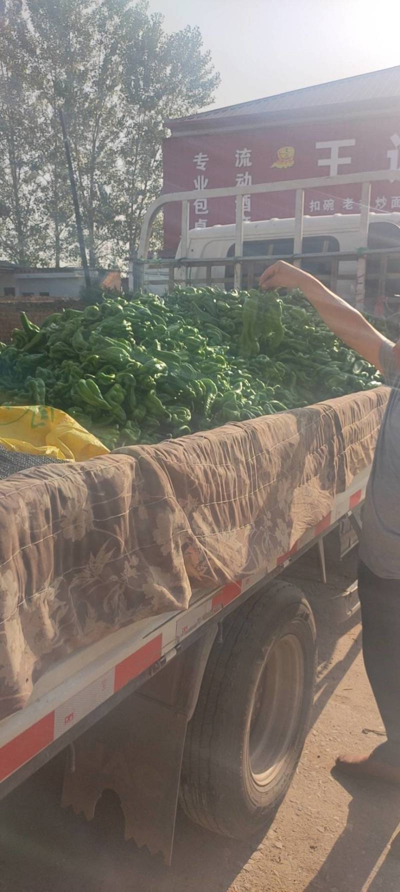 万亩大棚301芜湖椒青皮泡椒，辣椒代办龚垒代收装框，打箱