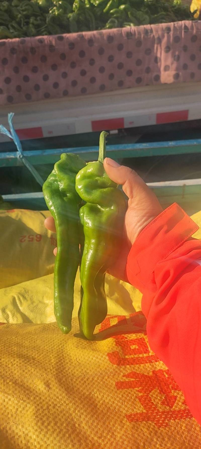 万亩大棚301芜湖椒青皮泡椒，辣椒代办龚垒代收装框，打箱