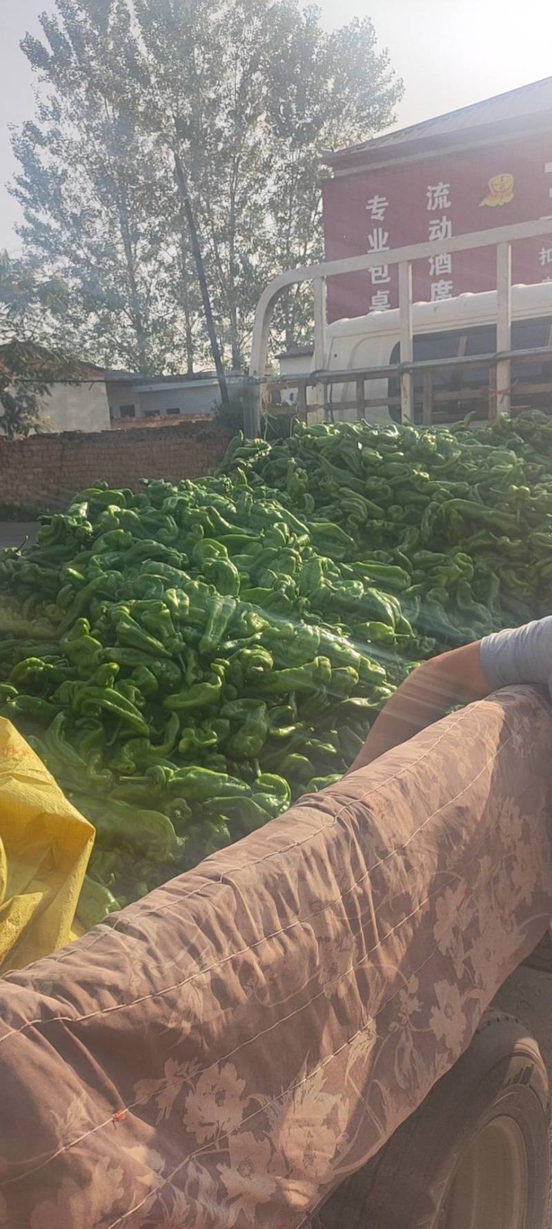 万亩大棚301芜湖椒青皮泡椒，辣椒代办龚垒代收装框，打箱
