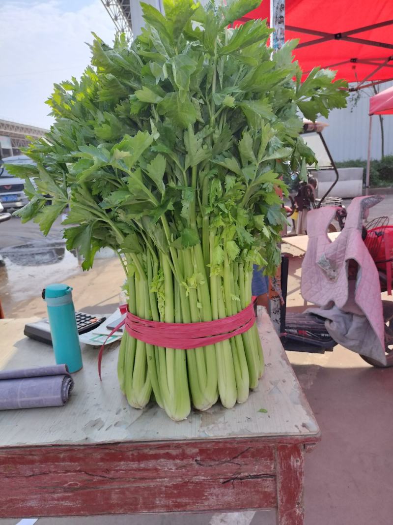 精品西芹高度正好，无丝，叶面病害。高度65-75厘米，