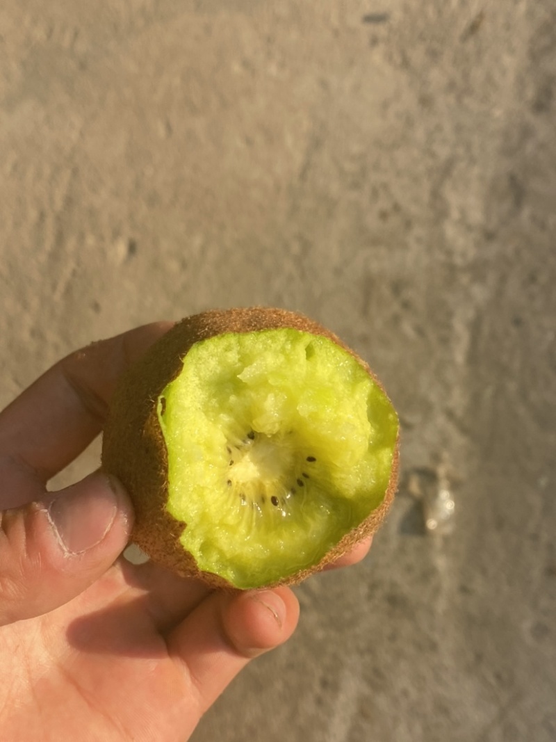 【陕西】海沃德/徐香猕猴桃货源充足供应市场/电商