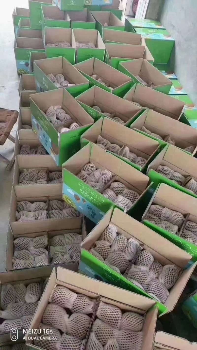 【陕西】海沃德/徐香猕猴桃货源充足供应市场/电商
