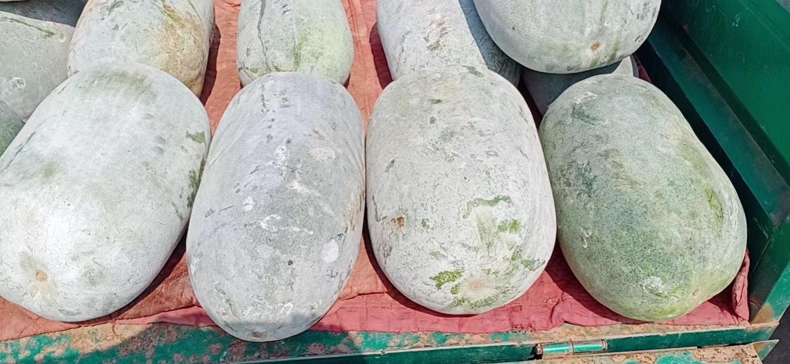 菜市场摊位上的白皮冬瓜堆叠摆放