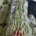 白芸豆