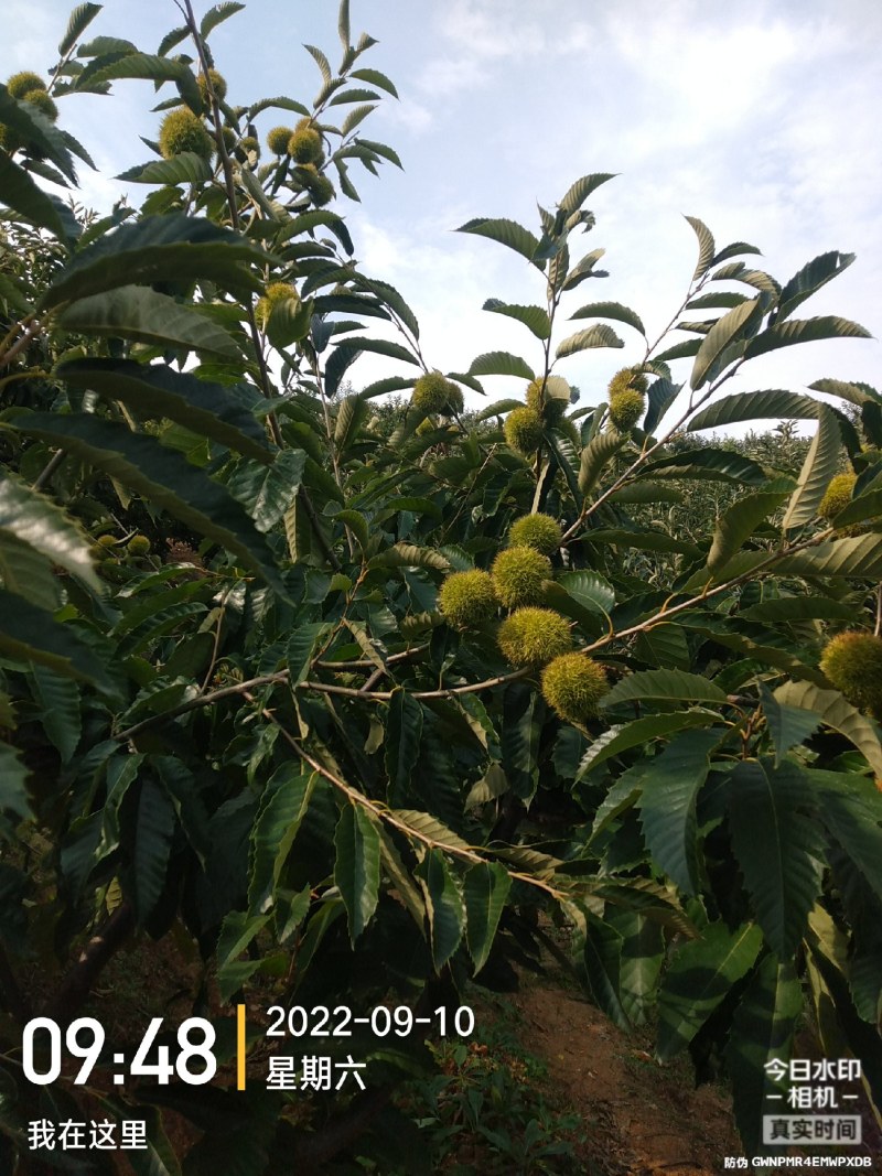朋友有没有做板票生意想做联系