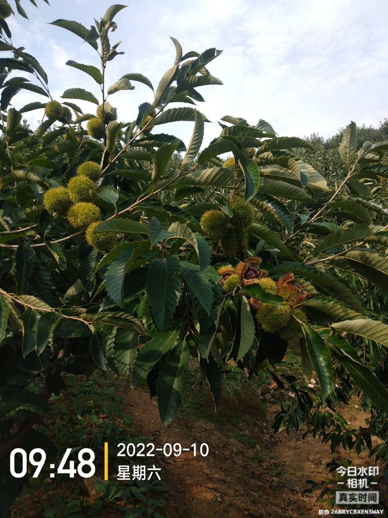 朋友有没有做板票生意想做联系