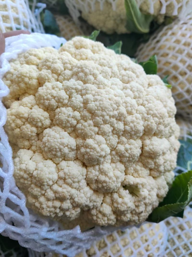 精品花椰菜无虫，个头均匀。花椰菜为乳白色。没有病害。