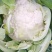 精品花椰菜无虫，个头均匀。花椰菜为乳白色。没有病害。