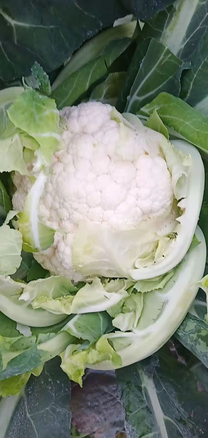 精品花椰菜无虫，个头均匀。花椰菜为乳白色。没有病害。