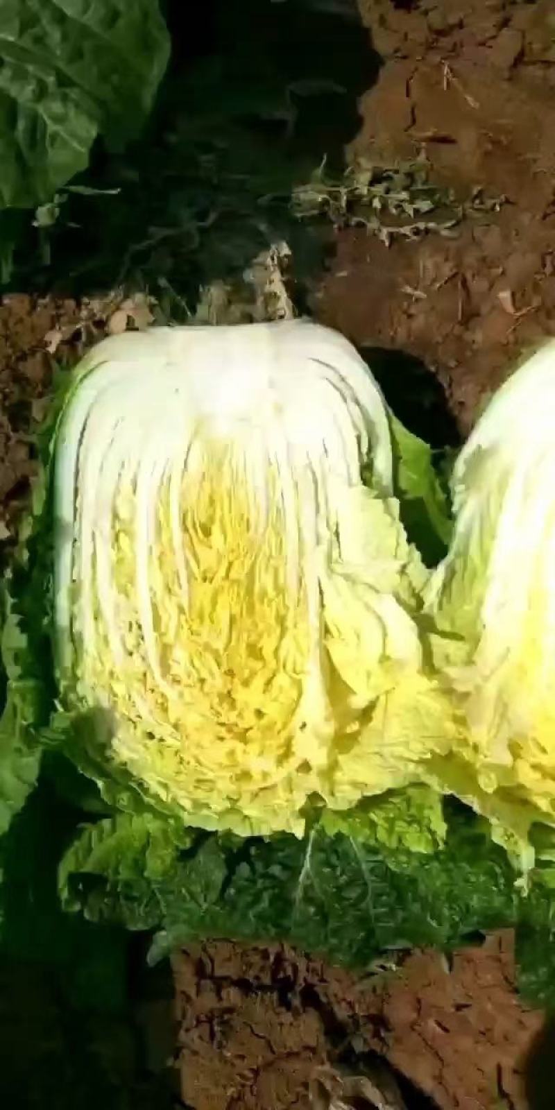 精品大白菜，无虫眼，无病害单个重3-4斤。无公害蔬菜。