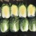 精品大白菜，无虫眼，无病害单个重3-4斤。无公害蔬菜。