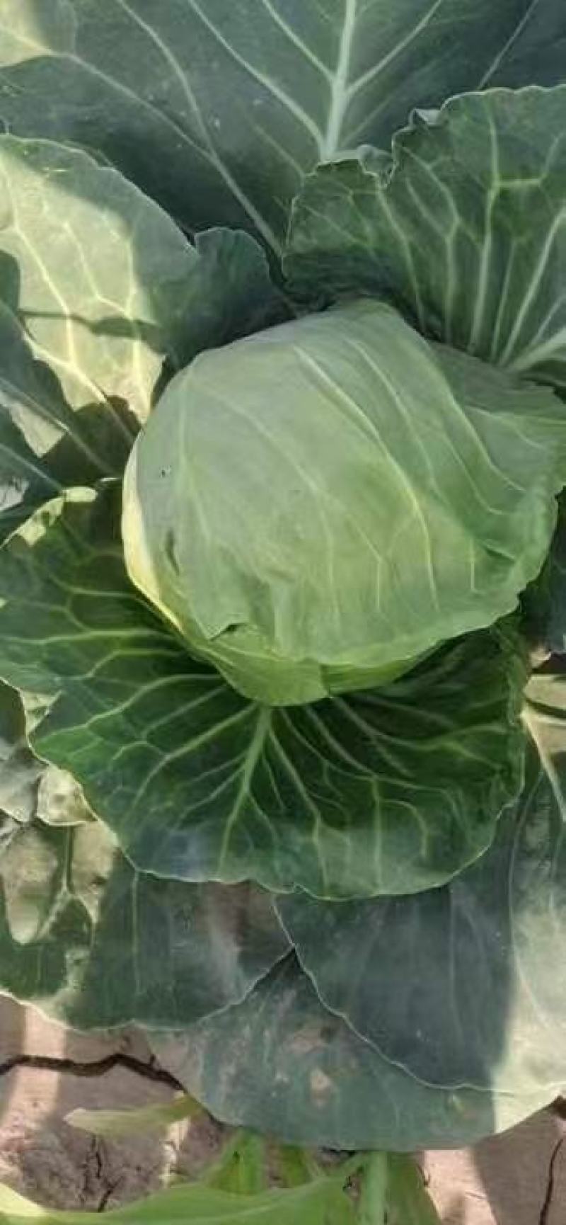 精品甘蓝，无虫眼没有斑点，单个重1.5-2斤以上，