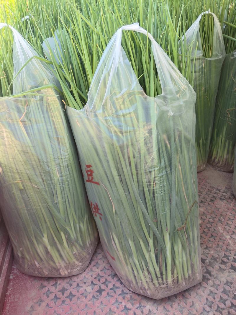 小葱苗，可食用味道浓，可栽培