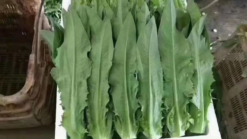 精品无斑油麦菜，高度35-40厘米无梗色泽靓丽没有斑