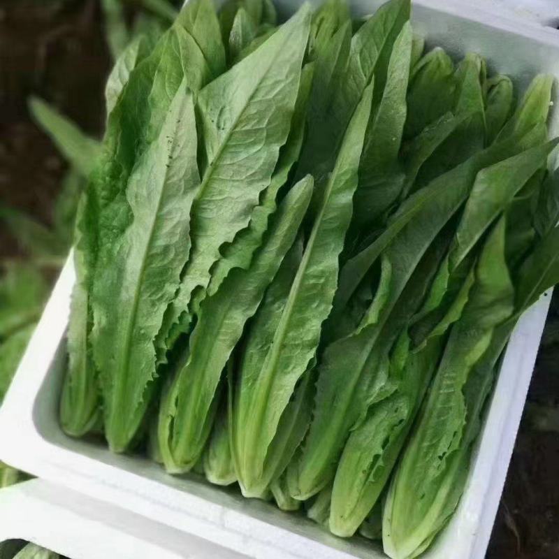 精品无斑油麦菜，高度35-40厘米无梗色泽靓丽没有斑