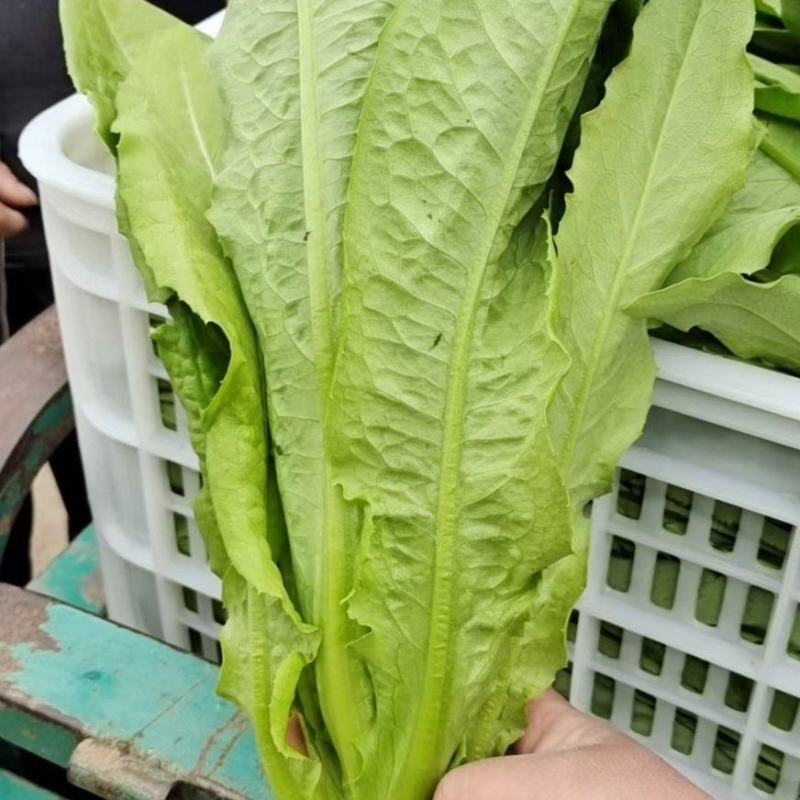 精品无斑油麦菜，高度35-40厘米无梗色泽靓丽没有斑