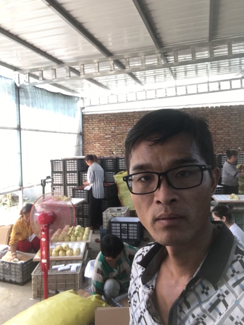 蒲城坡地货大量供应，冷库货大量供应中
