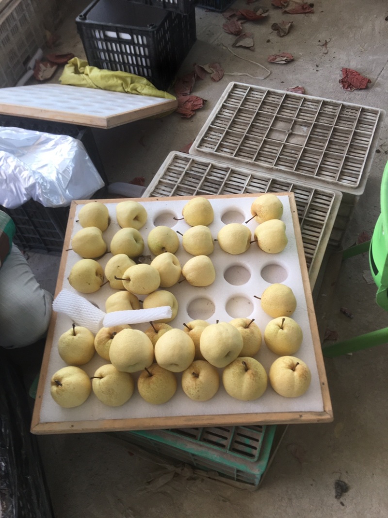 蒲城坡地货大量供应，冷库货大量供应中