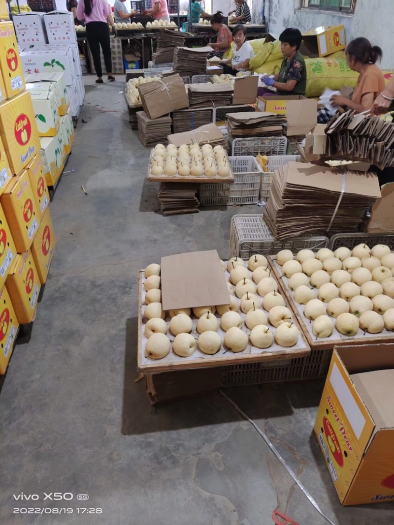 蒲城坡地货大量供应，冷库货大量供应中