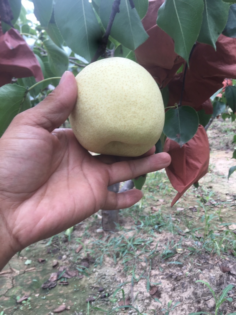 蒲城坡地货大量供应，冷库货大量供应中