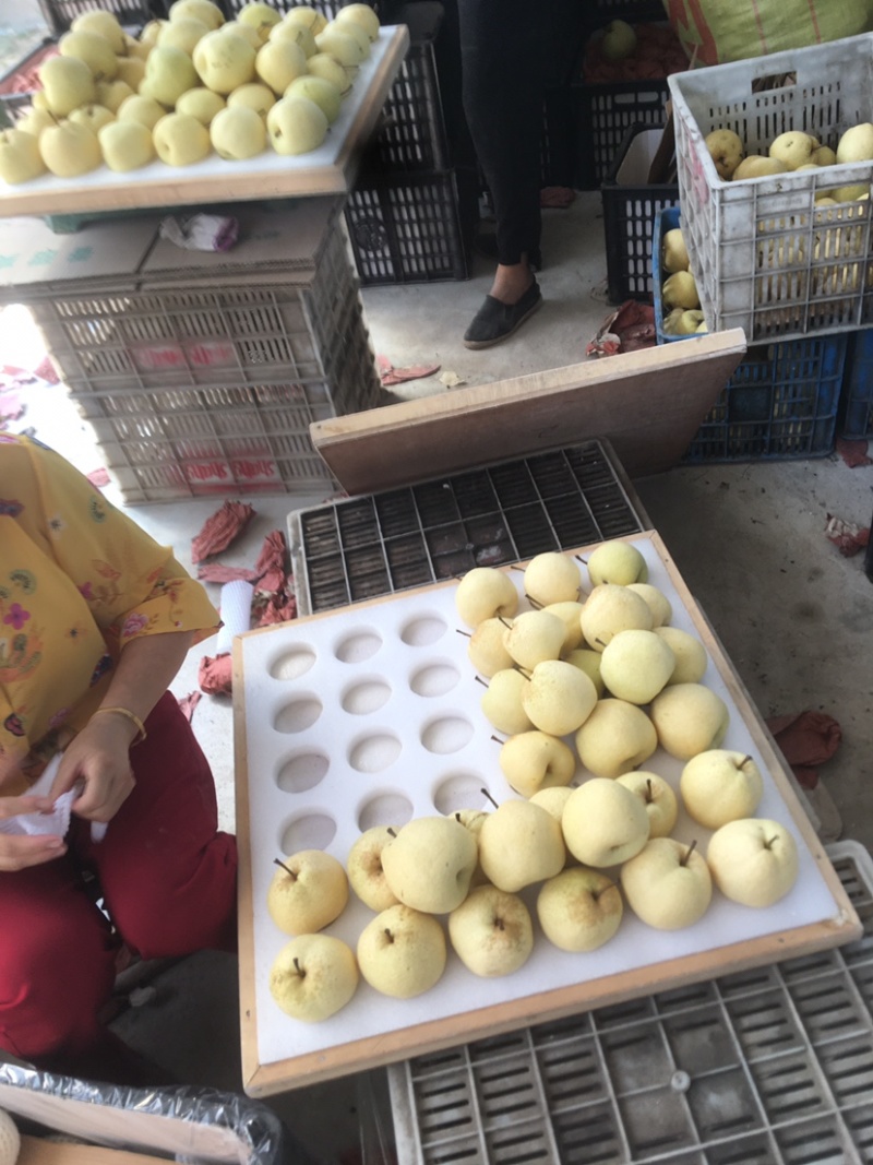 蒲城坡地货大量供应，冷库货大量供应中
